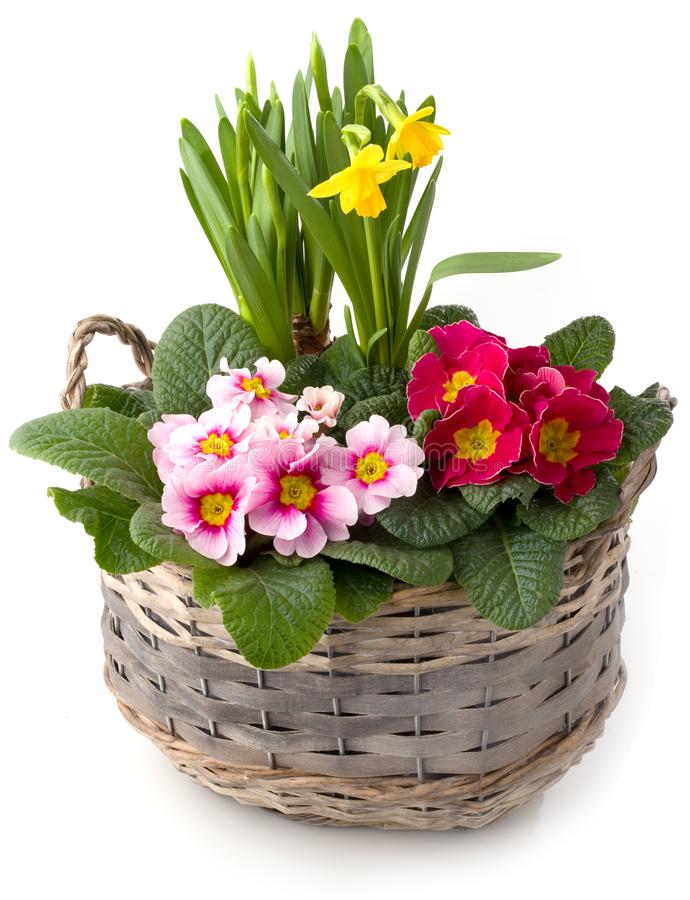 mixed-potplants-in-basket